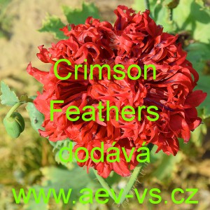 M&aacute;k set&yacute; Crimson Feathers