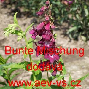 Drač&iacute;k Hartwegův, penstemon Bunte Mischung