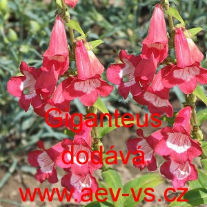 Drač&iacute;k Hartwegův, penstemon Giganteus