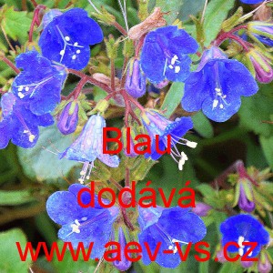 Svazenka zvonkovit&aacute; Blau