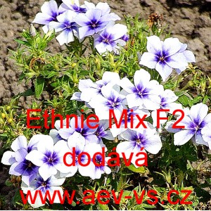 Plamenka Drummondova, flox letn&iacute; Ethnie F2 Mix 
