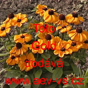 Třapatka srstnat&aacute; mini Toto Gold