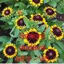 Třapatka srstnat&aacute; Sonora