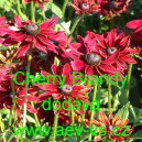 Třapatka srstnat&aacute; Cherry Brandy