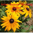 Třapatka srstnat&aacute; Indian Summer Mischung