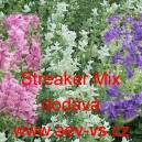 &Scaron;alvěj zahradn&iacute;, pestr&aacute;, tř&iacute;barevn&aacute; Streaker Mix