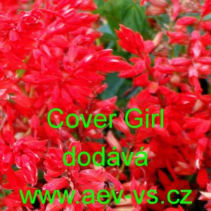 &Scaron;alvěj z&aacute;řiv&aacute; Cover Girl