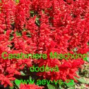 &Scaron;alvěj z&aacute;řiv&aacute; Carabiniere Mischung