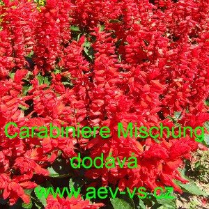 &Scaron;alvěj z&aacute;řiv&aacute; Carabiniere Mischung