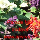 &Scaron;alvěj z&aacute;řiv&aacute; Parade Mix