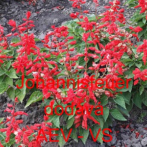 &Scaron;alvěj z&aacute;řiv&aacute; Johannisfeuer