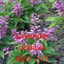 &Scaron;alvěj z&aacute;řiv&aacute; Lavender