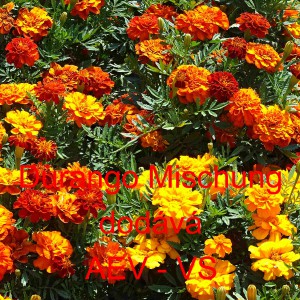 Aksamitn&iacute;k rozkladit&yacute; Durango Mischung