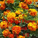 Aksamitn&iacute;k vzpř&iacute;men&yacute; Durango Flame