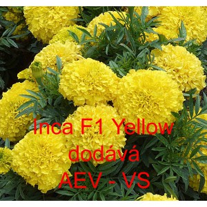 Aksamitn&iacute;k vzpř&iacute;men&yacute; Inca F1 Yellow