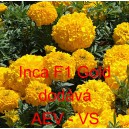 Aksamitn&iacute;k vzpř&iacute;men&yacute; Inca F1 Gold