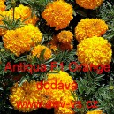 Aksamitn&iacute;k vzpř&iacute;men&yacute; nana Antiqua F1 Orange F1