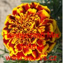 Aksamitn&iacute;k rozkladit&yacute; Honeycomb Mix