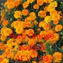 Aksamitn&iacute;k rozkladit&yacute; Hero Orange