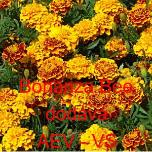 Aksamitn&iacute;k rozkladit&yacute; Bonanza Bee