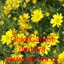 Maru&scaron;ka &scaron;t&iacute;hl&aacute;, tymofila jemnolist&aacute; Gold Carpet