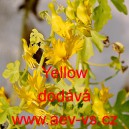 Lichořeři&scaron;nice ciz&iacute;, stěhovav&aacute;, kan&aacute;rsk&aacute;, kapuc&iacute;nka žlut&aacute; Yellow