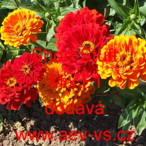 Ost&aacute;lka sličn&aacute;, lep&aacute; Short Stuff F1 Mix