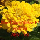 Ost&aacute;lka sličn&aacute;, lep&aacute; Short Stuft Yellow F1