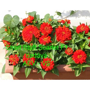 Ost&aacute;lka sličn&aacute;, lep&aacute; Short Stuff F1 Scarlet 