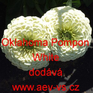 Ost&aacute;lka sličn&aacute;, lep&aacute; Oklahoma Pompon White