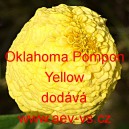 Ost&aacute;lka sličn&aacute;, lep&aacute; Oklahoma Pompon Yellow