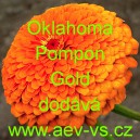 Ost&aacute;lka sličn&aacute;, lep&aacute; Oklahoma Pompon Gold