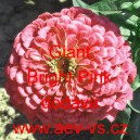 Ost&aacute;lka sličn&aacute;, lep&aacute; Giant Bright Pink