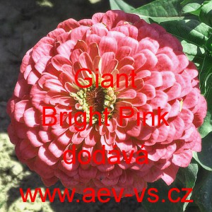 Ost&aacute;lka sličn&aacute;, lep&aacute; Giant Bright Pink