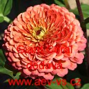 Ost&aacute;lka sličn&aacute;, lep&aacute; Giant Coral