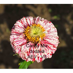 Ost&aacute;lka sličn&aacute;, lep&aacute; Candy Mix