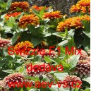 Ost&aacute;lka sličn&aacute;, lep&aacute; Swizzle F1 Mix