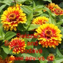 Ost&aacute;lka sličn&aacute;, lep&aacute; Swizzle F1 Scarlet and Yellow