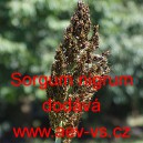 Čirok čern&yacute; pampasov&aacute; tr&aacute;va