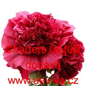 Topolovka růžov&aacute;, Proskurn&iacute;k topolovka Charters Gef&uuml;llte Mix