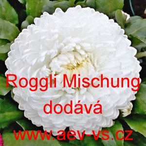 Sedmikr&aacute;ska obecn&aacute; Roggli Mischung