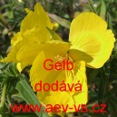 Pupalka dvoulet&aacute; Gelb