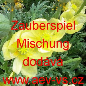 M&aacute;k nahoprut&yacute;, hol&yacute;, lys&yacute;, islandsk&yacute; Zauberspiel Mischung