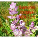 &Scaron;alvěj mu&scaron;k&aacute;tov&aacute; Santorini