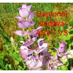 &Scaron;alvěj mu&scaron;k&aacute;tov&aacute; Muscat Santorini