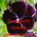 Mace&scaron;ka zahradn&iacute; Schweizer Riesen Bergwacht