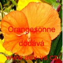 Mace&scaron;ka zahradn&iacute; Schweizer Riesen Orangesonne