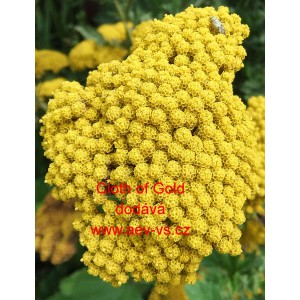 Řebř&iacute;ček tužebn&iacute;kovit&yacute; Cloth of Gold