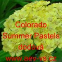 Řebř&iacute;ček obecn&yacute; Colorado Summer Pastels
