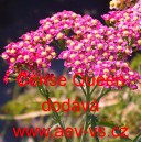 Řebř&iacute;ček obecn&yacute; Cerise Queen